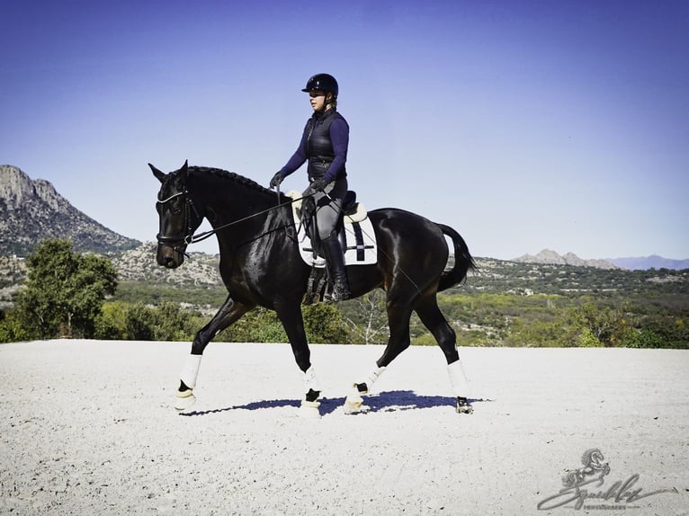 PRE Mix Hengst 5 Jahre 176 cm Dunkelbrauner in LA CABRERA