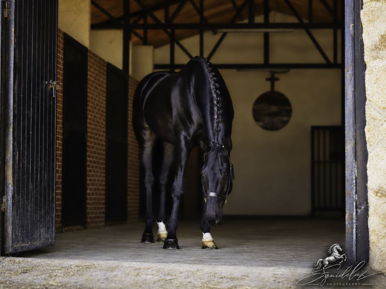 PRE Mix Hengst 5 Jahre 176 cm Dunkelbrauner in LA CABRERA