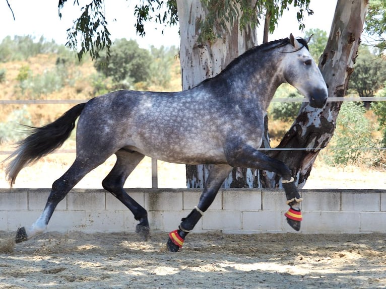 PRE Mix Hengst 5 Jahre 178 cm Schimmel in Navas Del Madroño