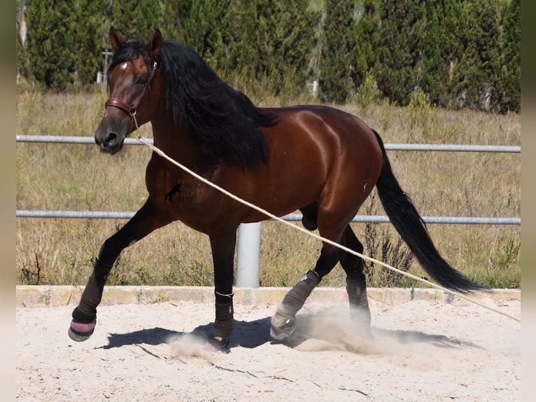 PRE Hengst 5 Jahre 179 cm Dunkelbrauner in Mallorca