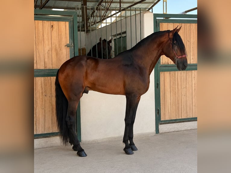 PRE Mix Hengst 5 Jahre 180 cm Brauner in Cañada De San Pedro