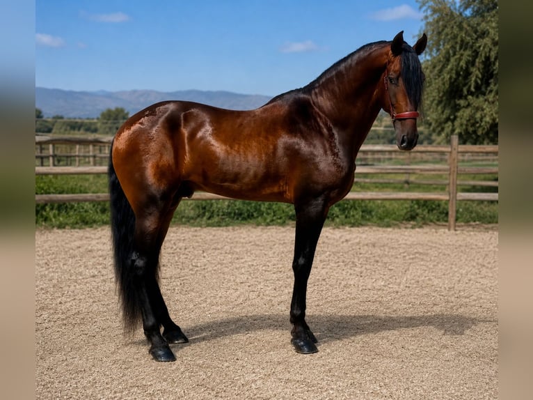 PRE Mix Hengst 5 Jahre 180 cm Brauner in Cañada De San Pedro