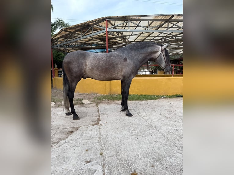 PRE Hengst 5 Jahre 182 cm Schimmel in Oliva