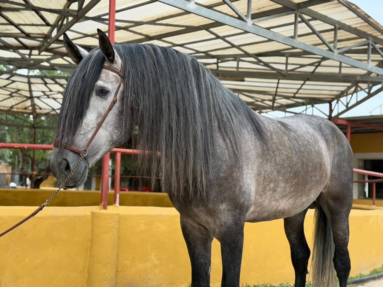PRE Hengst 5 Jahre 182 cm Schimmel in Oliva