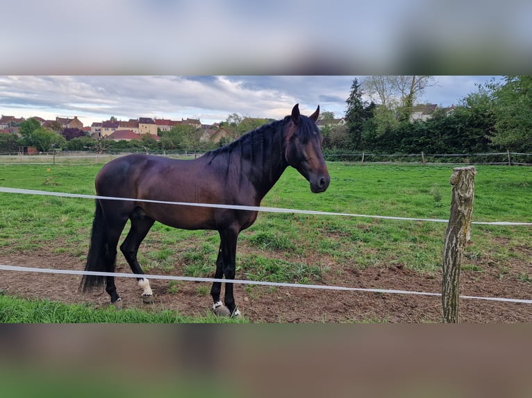 PRE Hengst 6 Jaar 155 cm Donkerbruin in Ste Féréole