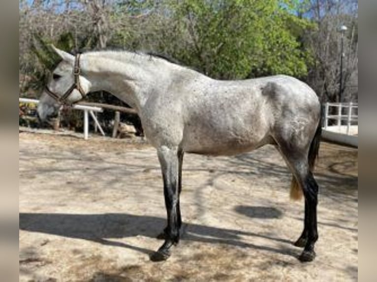 PRE Mix Hengst 6 Jaar 156 cm Schimmel in Barcelona