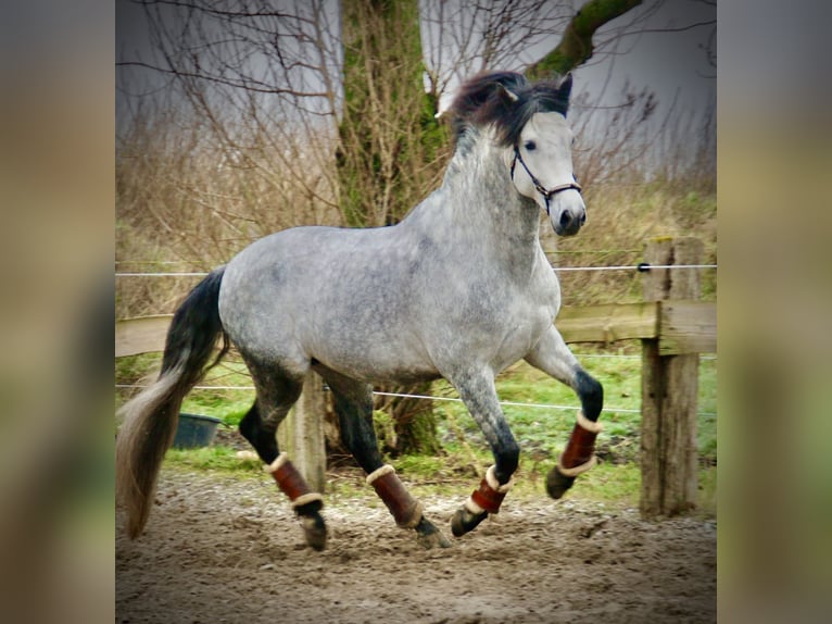 PRE Mix Hengst 6 Jaar 157 cm Appelschimmel in Bredene