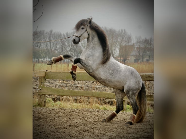 PRE Mix Hengst 6 Jaar 157 cm Appelschimmel in Bredene