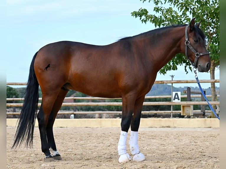 PRE Hengst 6 Jaar 157 cm Bruin in Menorca