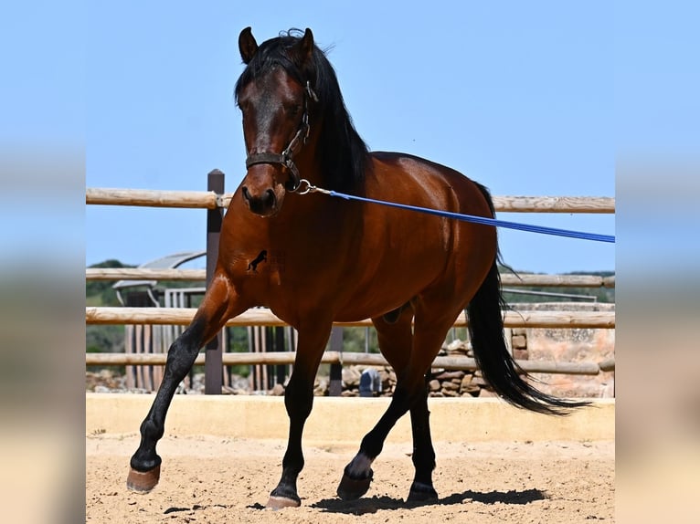 PRE Mix Hengst 6 Jaar 157 cm Bruin in Menorca