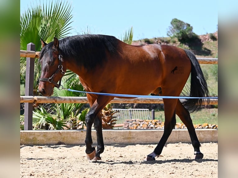 PRE Mix Hengst 6 Jaar 157 cm Bruin in Menorca