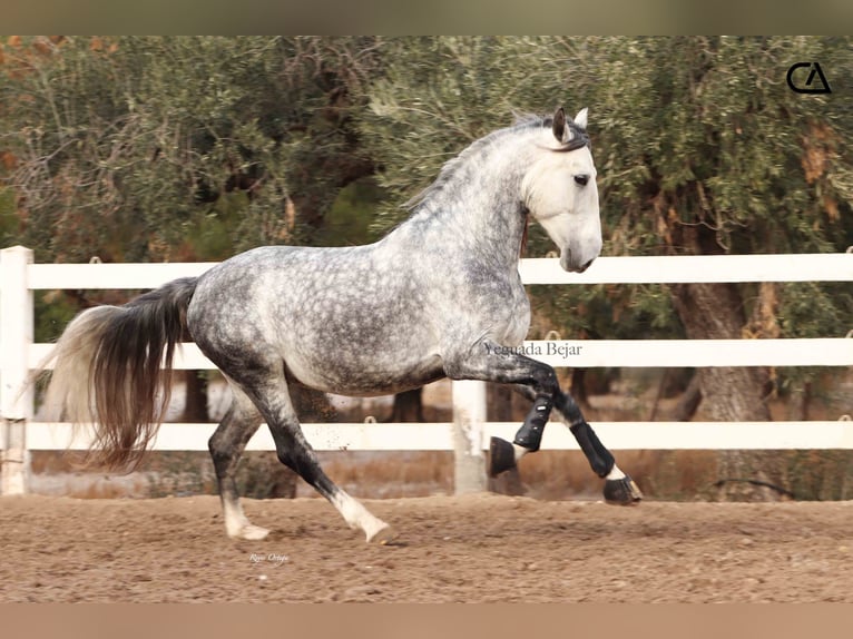 PRE Hengst 6 Jaar 158 cm Appelschimmel in Puerto Lumbreras