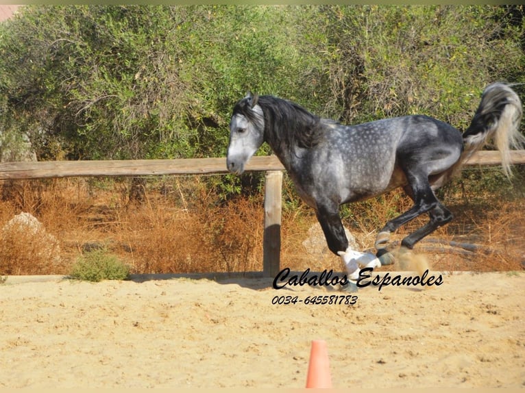 PRE Mix Hengst 6 Jaar 158 cm Appelschimmel in Vejer de la Frontera