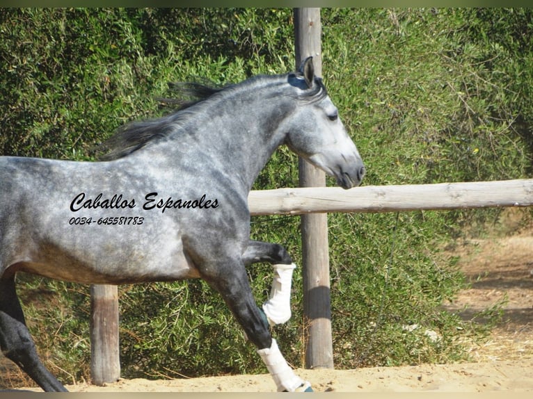 PRE Mix Hengst 6 Jaar 158 cm Appelschimmel in Vejer de la Frontera