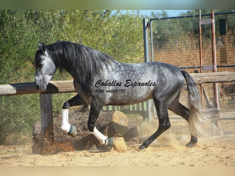 PRE Mix Hengst 6 Jaar 158 cm Appelschimmel in Vejer de la Frontera