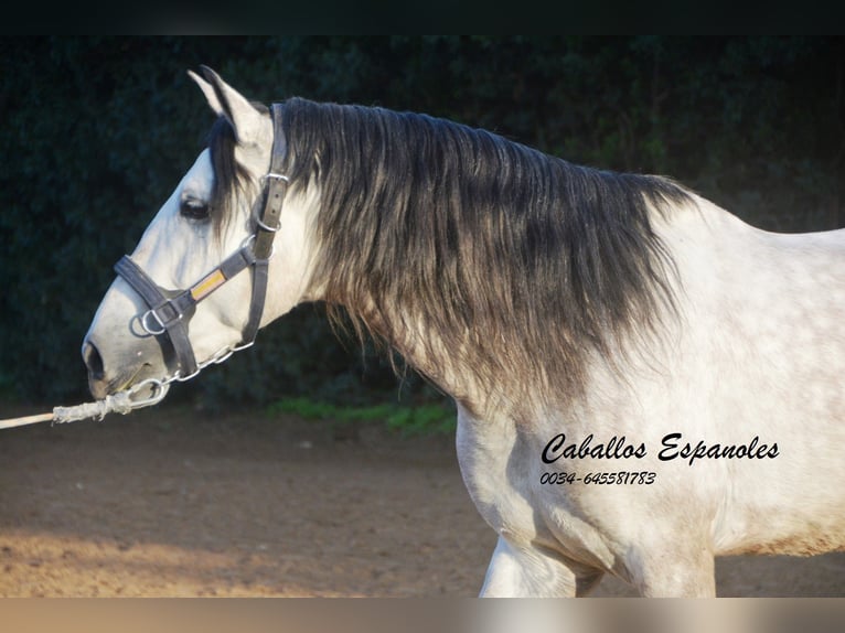 PRE Hengst 6 Jaar 158 cm Schimmel in Vejer de la Frontera