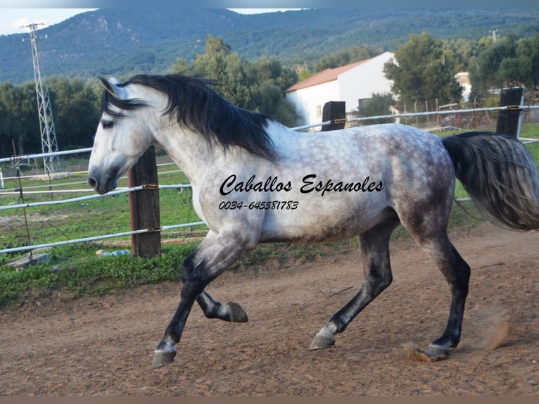 PRE Hengst 6 Jaar 158 cm Schimmel in Vejer de la Frontera