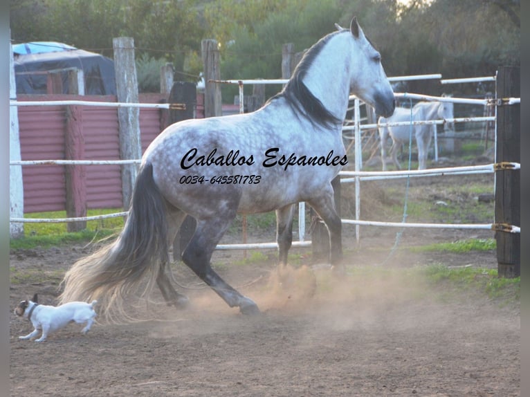 PRE Hengst 6 Jaar 158 cm Schimmel in Vejer de la Frontera