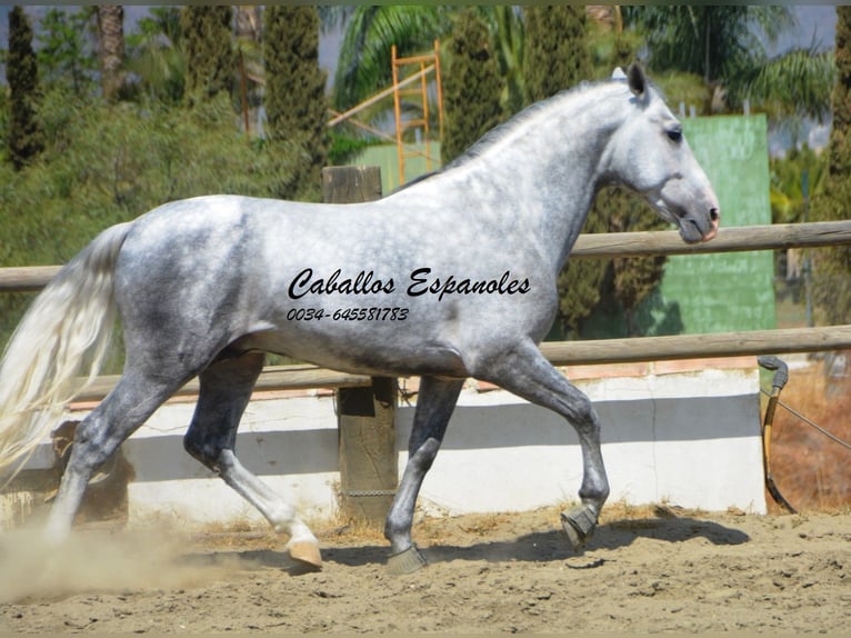 PRE Hengst 6 Jaar 159 cm Appelschimmel in Vejer de la Frontera