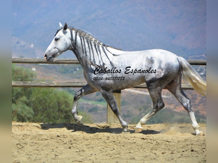 PRE Hengst 6 Jaar 159 cm Appelschimmel in Vejer de la Frontera