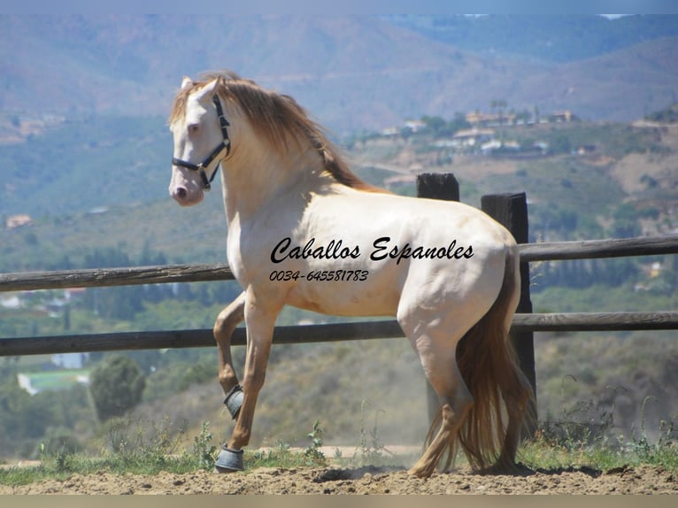 PRE Hengst 6 Jaar 159 cm Cremello in Vejer de la Frontera