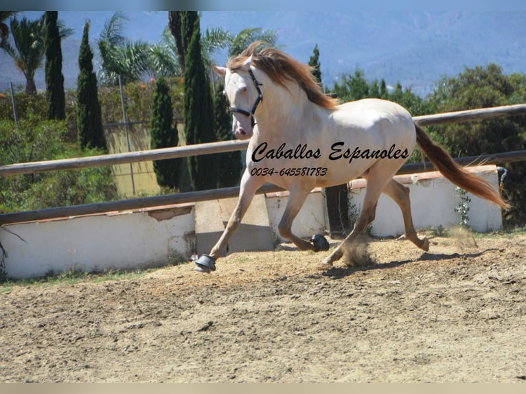 PRE Hengst 6 Jaar 159 cm Cremello in Vejer de la Frontera