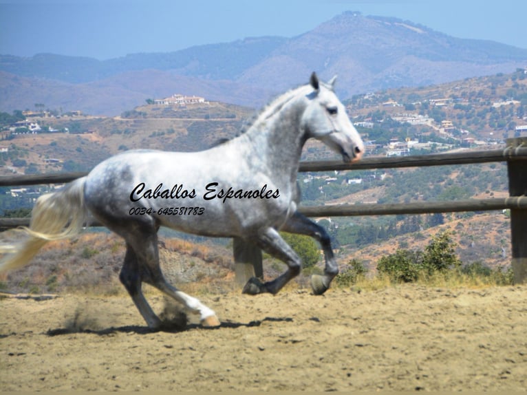 PRE Mix Hengst 6 Jaar 159 cm Schimmel in Vejer de la Frontera