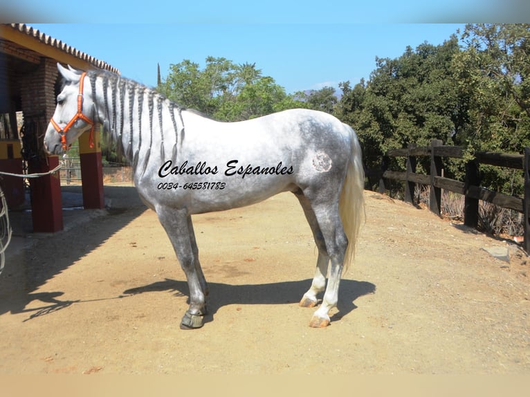 PRE Mix Hengst 6 Jaar 159 cm Schimmel in Vejer de la Frontera