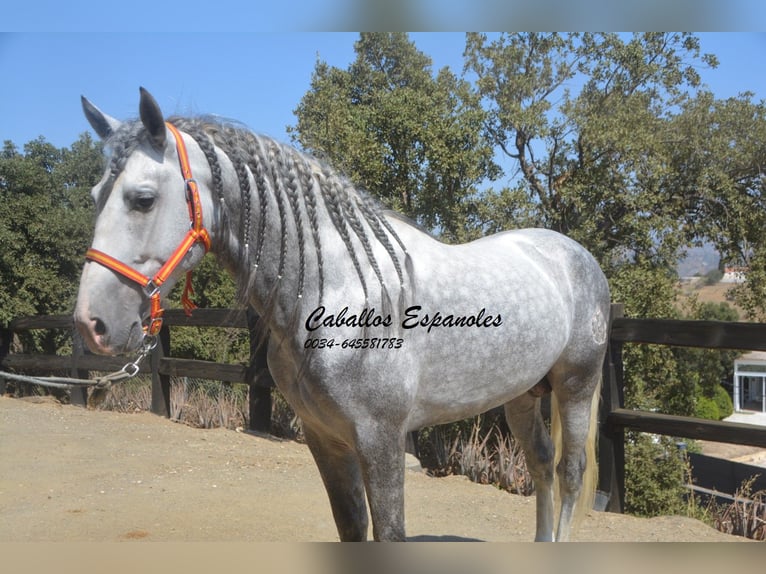 PRE Mix Hengst 6 Jaar 159 cm Schimmel in Vejer de la Frontera