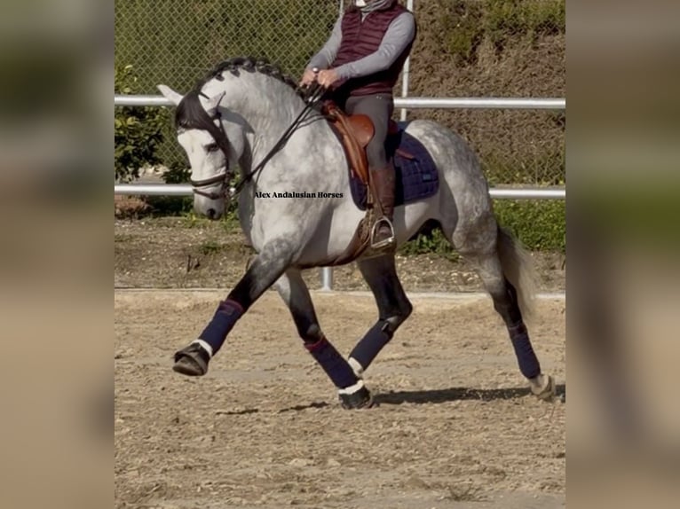 PRE Mix Hengst 6 Jaar 160 cm Appelschimmel in Sevilla