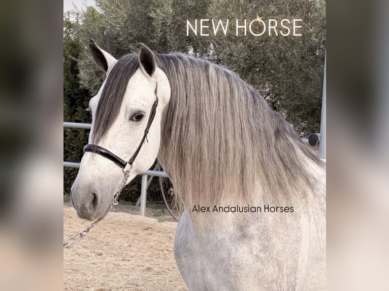 PRE Mix Hengst 6 Jaar 160 cm Appelschimmel in Sevilla