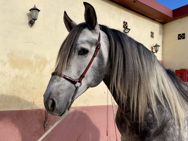 PRE Mix Hengst 6 Jaar 160 cm Appelschimmel in Granollers