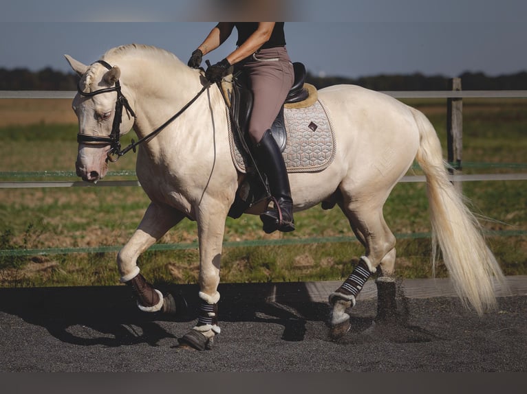 PRE Mix Hengst 6 Jaar 160 cm Cremello in Provins