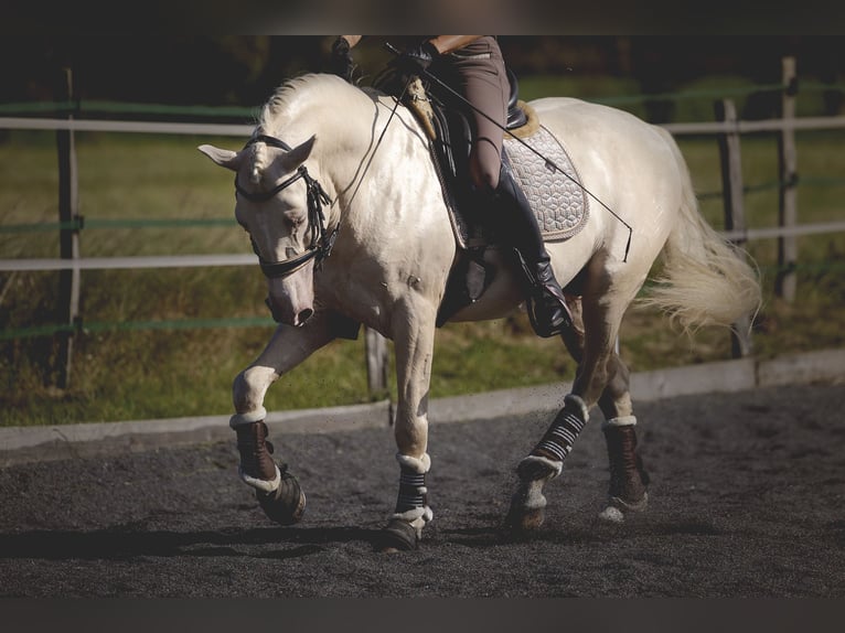 PRE Mix Hengst 6 Jaar 160 cm Cremello in Provins