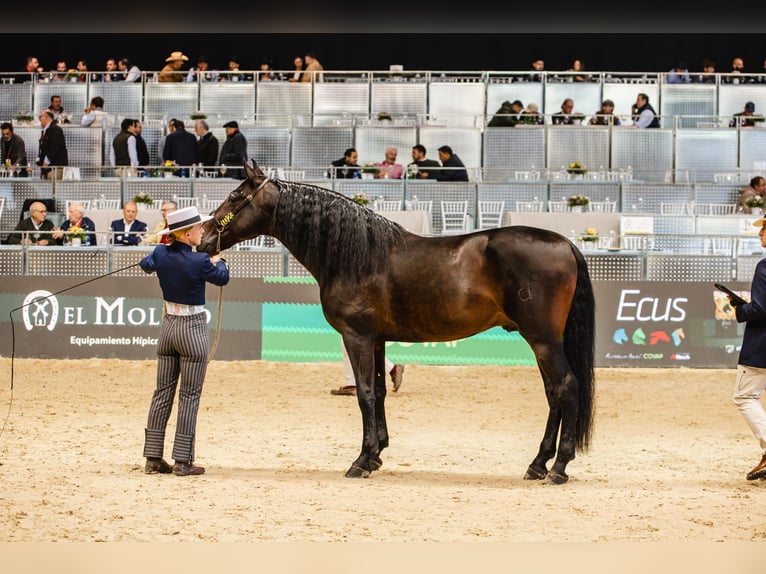 PRE Mix Hengst 6 Jaar 160 cm Donkerbruin in Fuendetodos