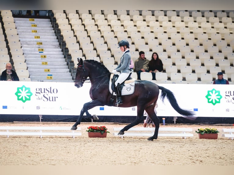 PRE Mix Hengst 6 Jaar 160 cm Donkerbruin in Fuendetodos