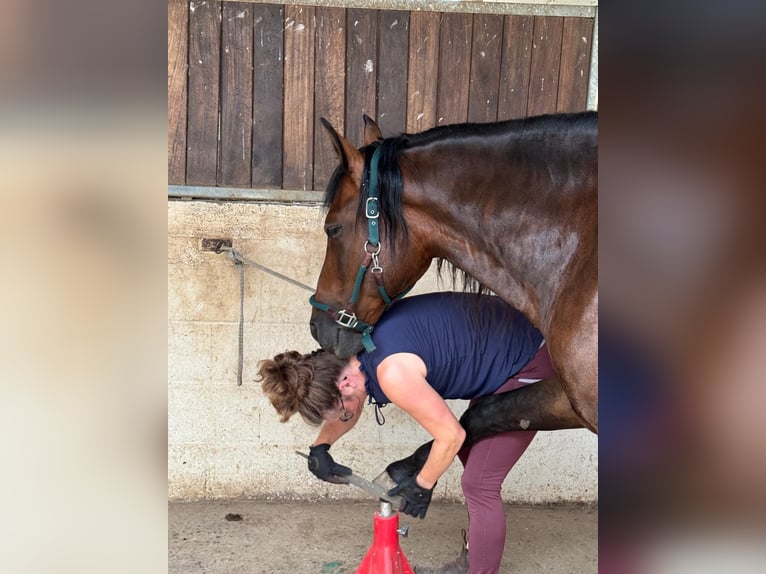 PRE Mix Hengst 6 Jaar 160 cm Donkerbruin in Beckingen