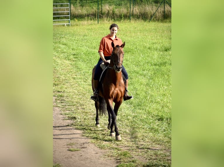 PRE Hengst 6 Jaar 160 cm Donkere-vos in Mratín