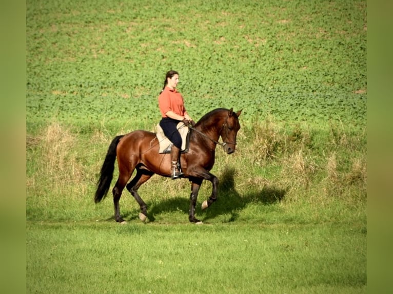 PRE Hengst 6 Jaar 160 cm Donkere-vos in Mratín