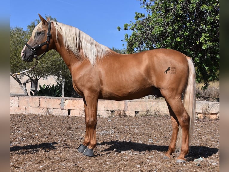 PRE Hengst 6 Jaar 160 cm Palomino in Mallorca