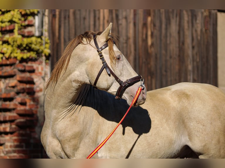 PRE Hengst 6 Jaar 160 cm Pearl in Grubditz