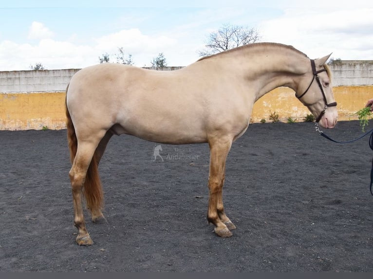 PRE Hengst 6 Jaar 160 cm Pearl in Provinz Granada