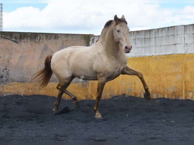 PRE Hengst 6 Jaar 160 cm Pearl in Provinz Granada