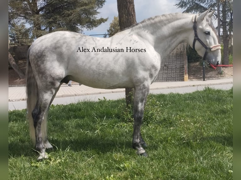 PRE Mix Hengst 6 Jaar 160 cm Schimmel in Sevilla