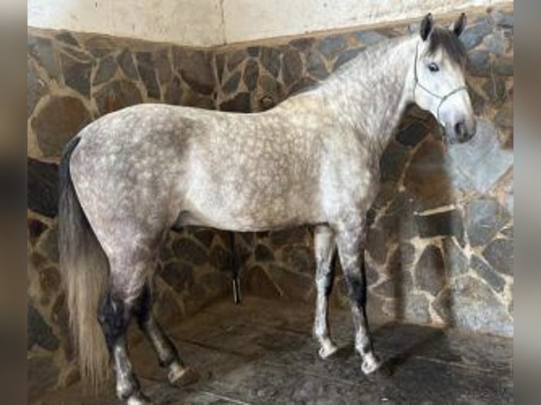 PRE Mix Hengst 6 Jaar 160 cm Schimmel in Sevilla