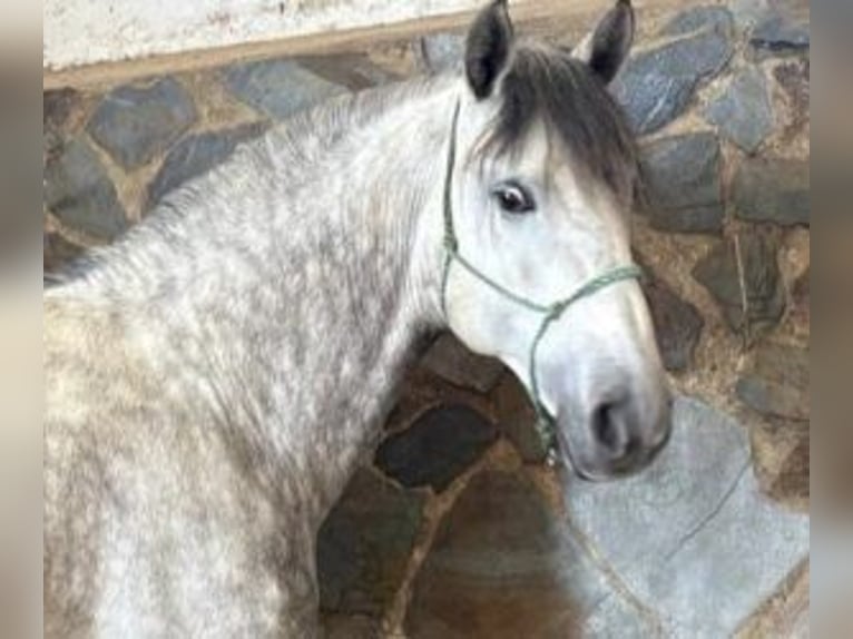PRE Mix Hengst 6 Jaar 160 cm Schimmel in Sevilla