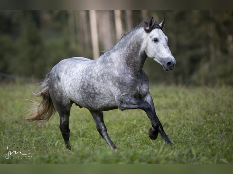 PRE Mix Hengst 6 Jaar 160 cm Schimmel in Herrsching