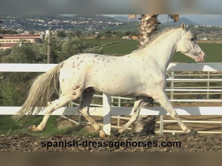 PRE Mix Hengst 6 Jaar 160 cm Wit in Barcelona