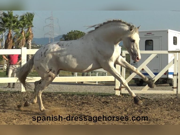 PRE Mix Hengst 6 Jaar 160 cm Wit in Barcelona