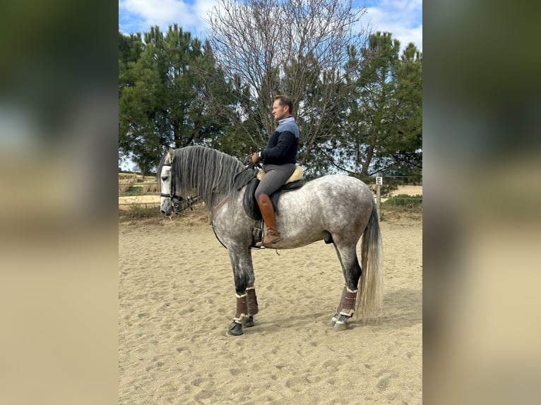 PRE Mix Hengst 6 Jaar 161 cm Schimmel in Corro D'Amunt (Franqueses Del Valles, Les)